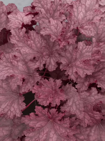 Purpurglöckchen 'Can Can' / Heuchera x micrantha 'Can Can'