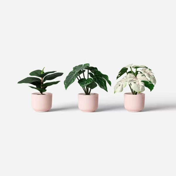 succulents 