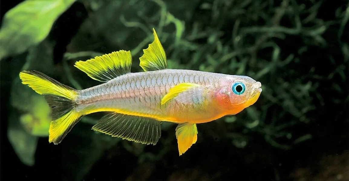10 Forktail Blue-Eye Rainbow Fish (Pseudomogil furcatus)