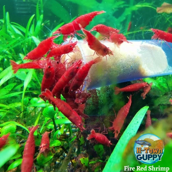 11 Fire Red Cherry Neocaridina Shrimp
