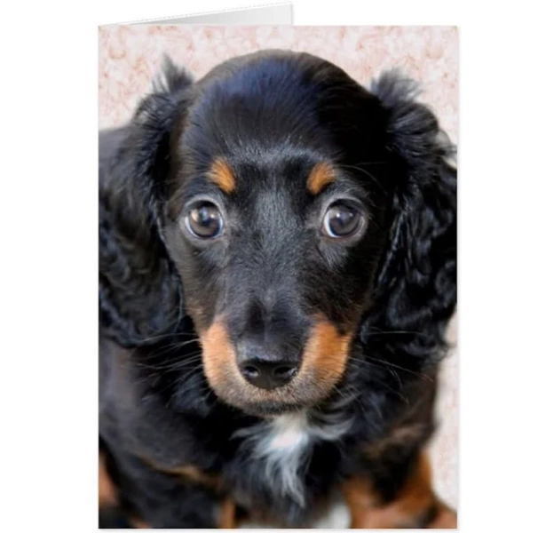 Miniature Long-Haired Dachshund