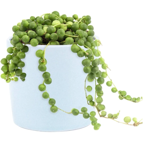 Succulents Box String of Pearls Hanging Succulent Plant