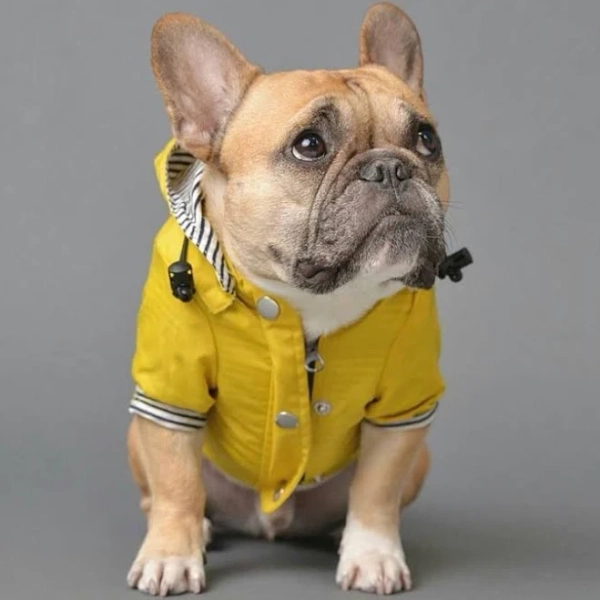 Cooper - French Bulldog Raincoat (WS123), XL
