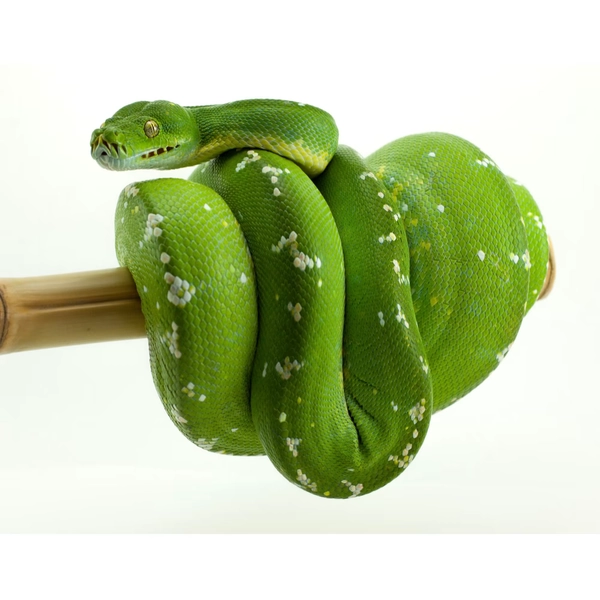 Green Tree Python (Morelia viridis)