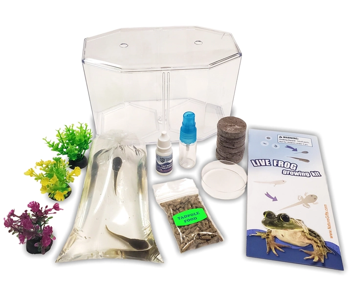 Tadpole to Frog Kit : Live Tadpole Kit