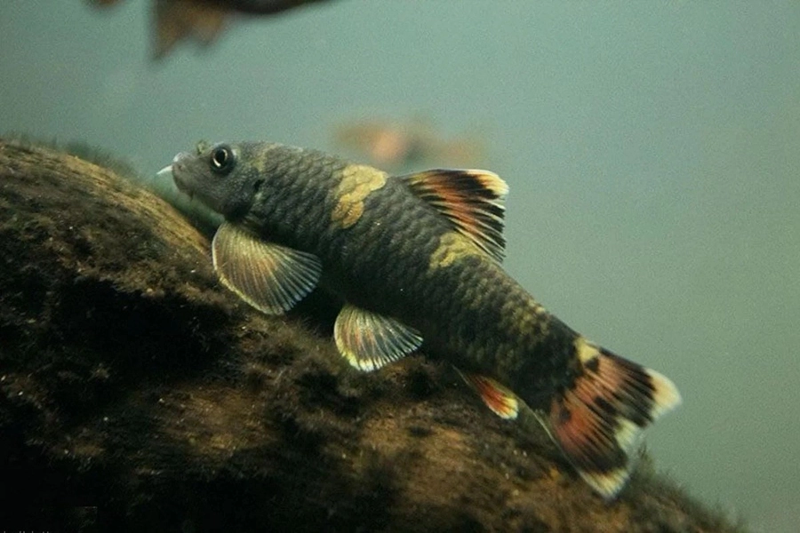 3 Panda Gara Goby (Garra flavatra)