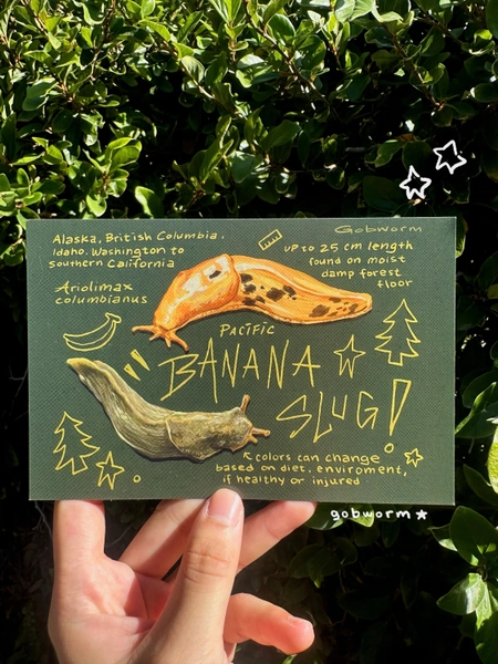 Banana Slug Postcard Print | 6x4 Nature Digital Illustration Wall Decor Art