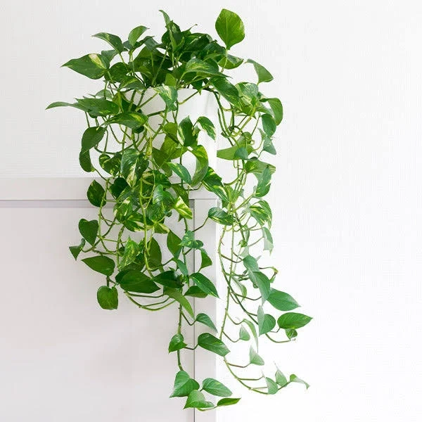 Brighter Blooms Golden Pothos 6 inch