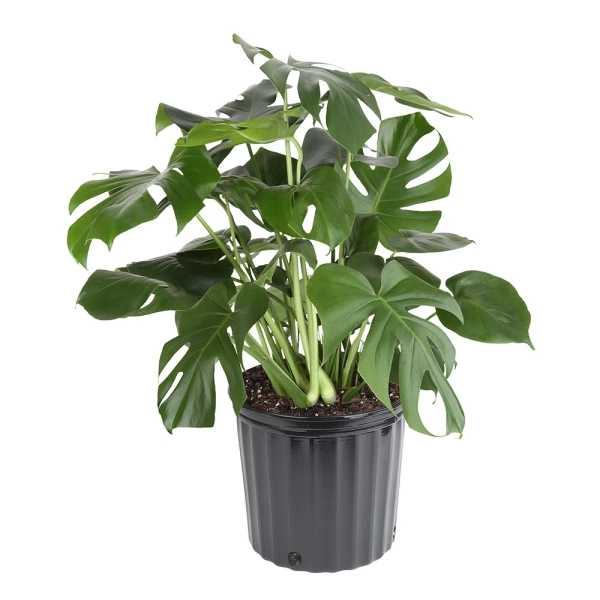 Costa Farms Indoor Philodendron Monstera Deliciosa House Plant in 10-inch Nursery Pot & Reviews | Wayfair
