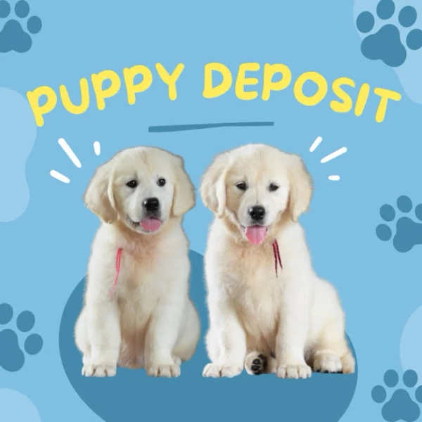 OC Goldens Puppy Deposit Bring Home Your Dream Pup BOY