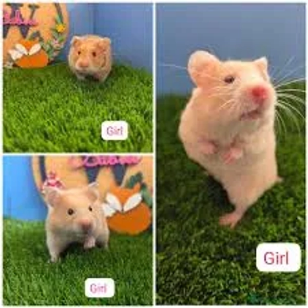 Teddy Bear Hamster Female Hamster For Sale Near Me Hamster Care Buy Syrian Hamster Pet Teddy Bear Syrian Hamster
