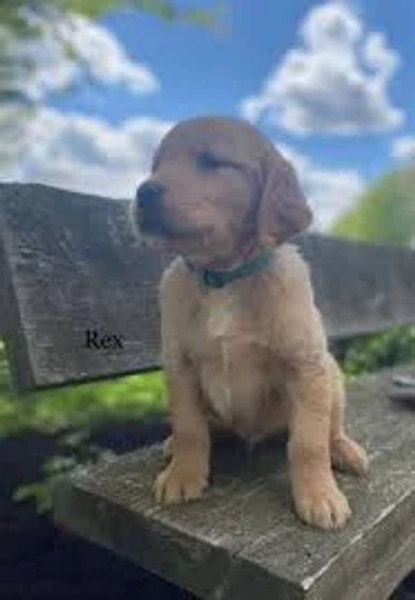 Rex - Male