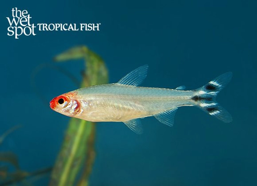1 Rummynose Tetra (Petitella bleheri)