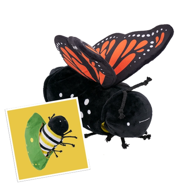 Metamorphosing Butterfly