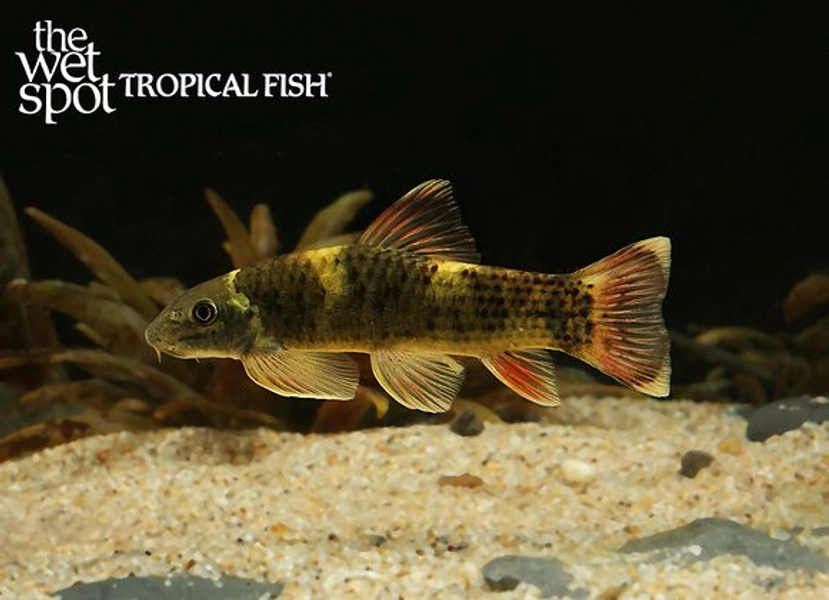 1 Panda Gara Goby (Garra flavatra)