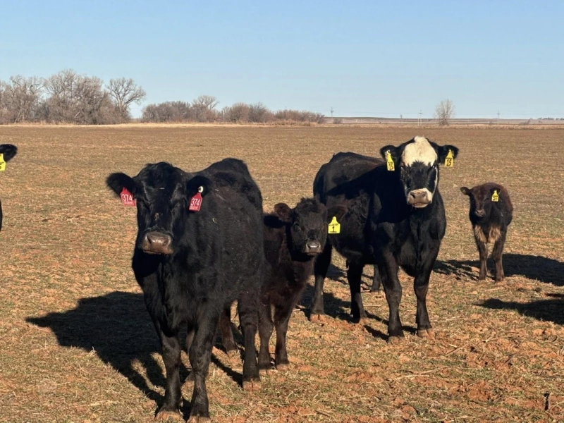 50 Angus - Cow and Calf Pairs For Sale in El Campo, Texas