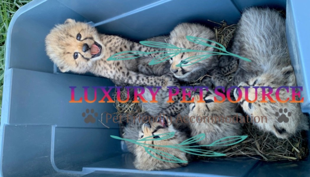 Cheetah Cubs For Sale - Luxury Pet Source - Baby cheetah for sale