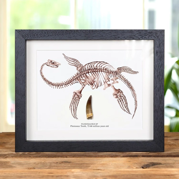 Fossile de dent de dinosaure plésiosaure et illustration dans un cadre boîte (Plesiosaurus sp)