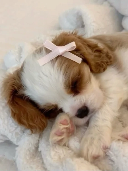Cavalier kings Charles spaniel🎀🐾