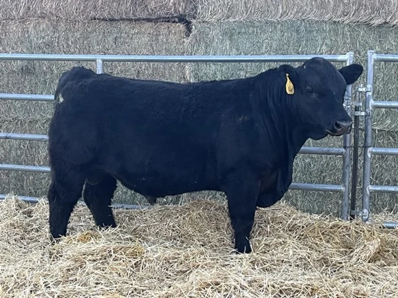 5 Purebred SimAngus, Simmental - Bulls