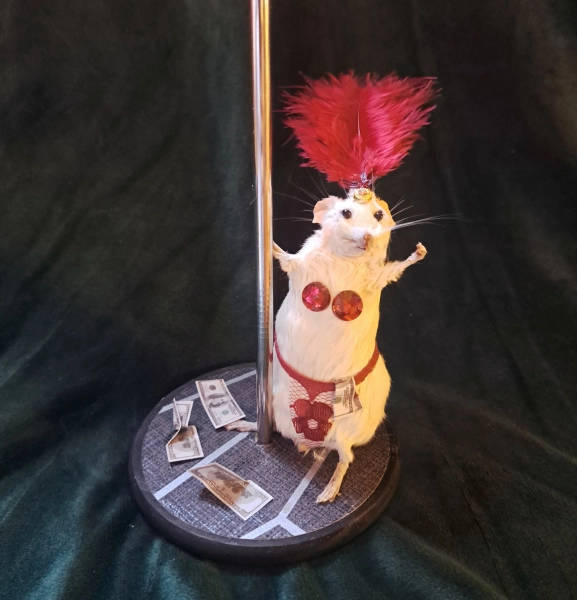 Show girl Mouse taxidermy dancer stripper with dollar bills quirky oddity gift. With deep red feather and lace. Real Stuffed Rodent decor