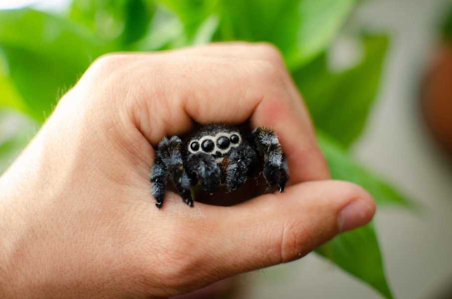 Needle Felted Jumping Spider Toy, Poseable Wool Sculpture