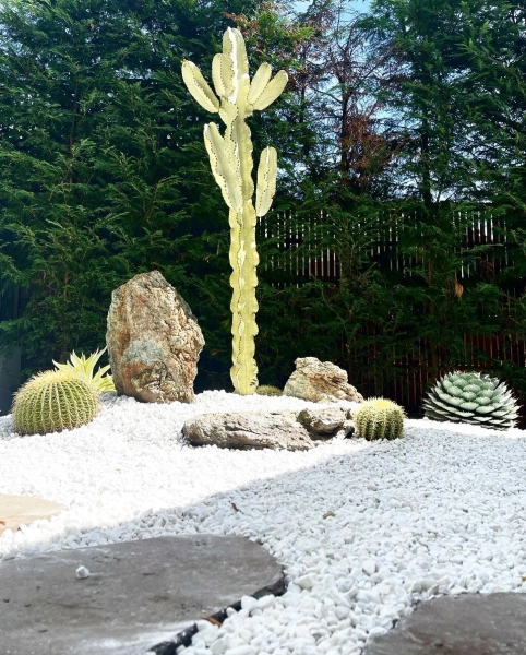 Euphorbia Ammak — Cactus Vision