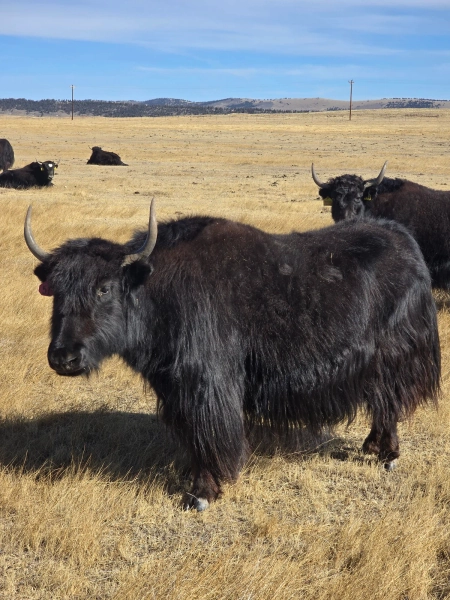 BCR P51 B258 — Pettee Ranch LLC