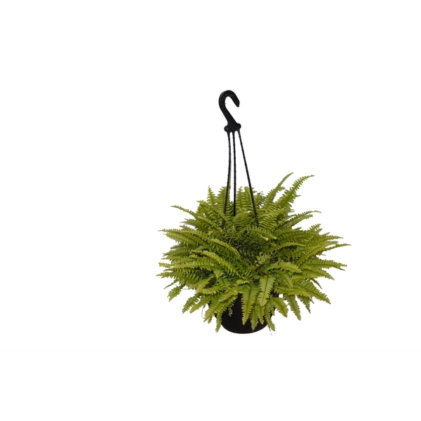 200mm Assorted Fern Hanging Basket
