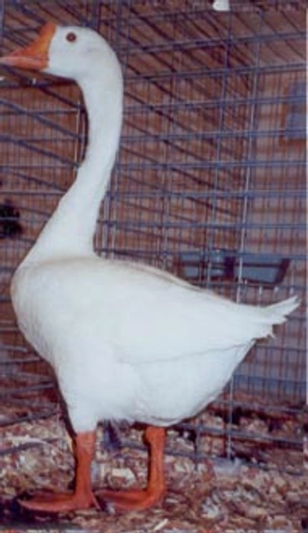 White Chinese Geese