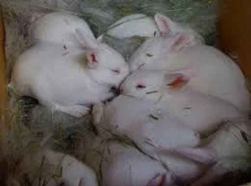 Sale new zealand meat rabbits Best Sale 16 Best Meat Rabbit Breeds For Your Homestead The Rustic Elk