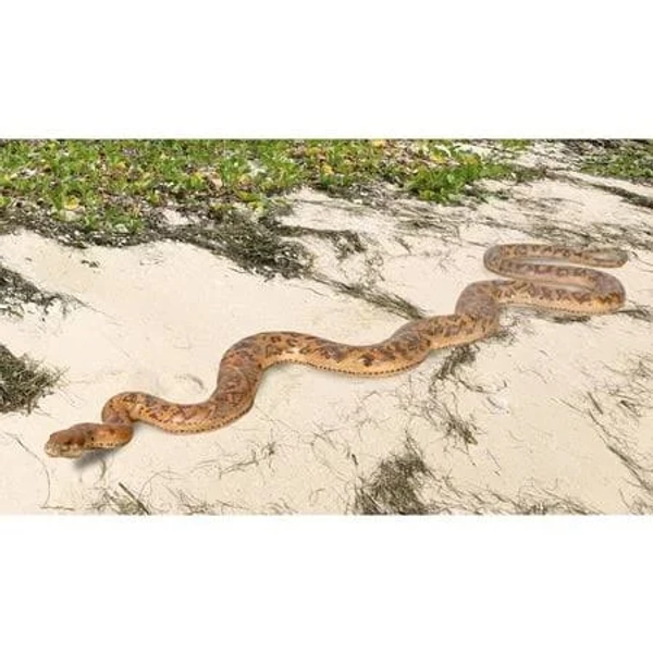 AFD Python Snake