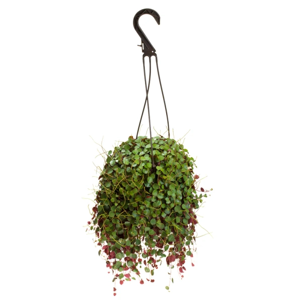 Altman Plants 1.0 -Pack Peperomia Ruby Cascade in 1.30 -Quart Hanging basket
