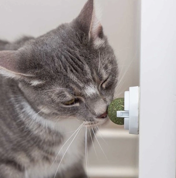 Köp Kattmyntaboll med hållare - Supercat.se