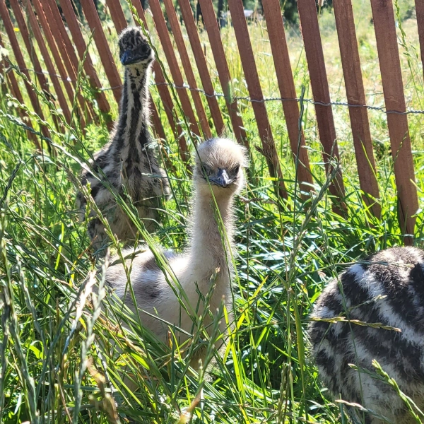 Emu Chick - Deposit — Abbott Family Farm