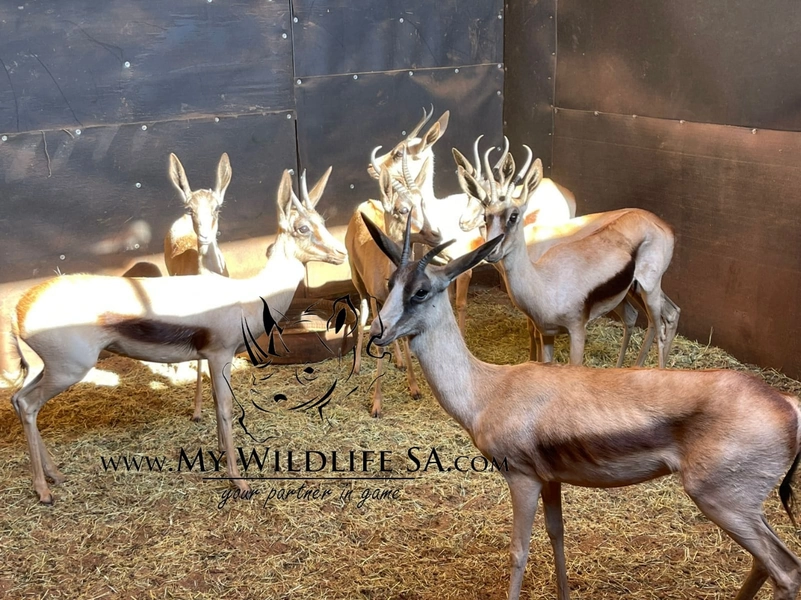 ‼️SOLD‼️ Copper Springbuck for sale - My Wildlife SA