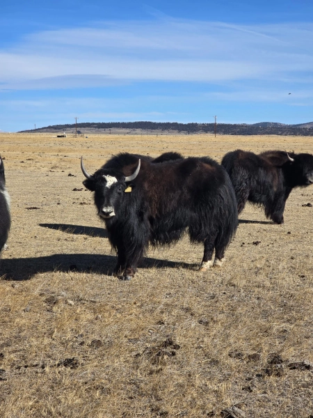 Blank grey unregistered heifer — Pettee Ranch LLC