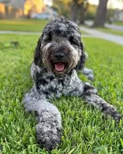 Merle Goldendoodle Golden Retriever Blue Merle Sable Blue Merle