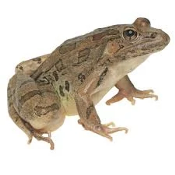 Frogs Living Introductory Set