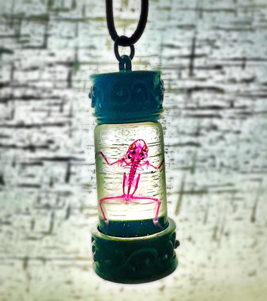 Diaphonized African Dwarf Frog Necklace • 1.75" Glass Vial • Gothic Curiosities & Oddities • Cleared and Stained Bone Art • Ethical Taxiderm