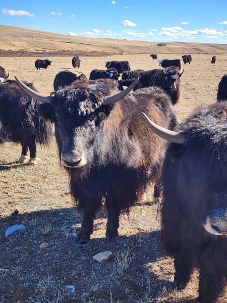 Y728 Native Trim Heifer — Pettee Ranch LLC