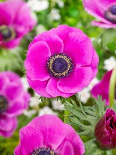 Sylphide coronaria