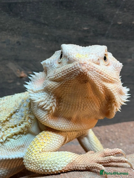 Leather morph bearded dragon 