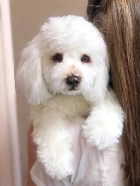 realistic toy dog white poodle
