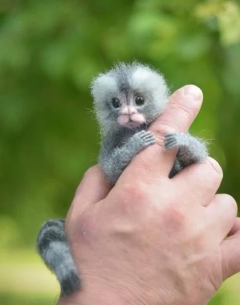 Made to order, Monkey, Gifts, Marmoset monkey, Miniature monkey, Pygmy marmoset, Animal monkey, Felted monkey, Grey monkey, Felted marmoset