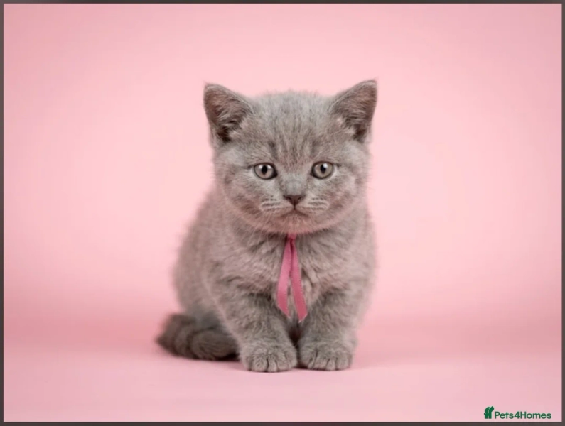 Pure Lilac BSH kittens available 