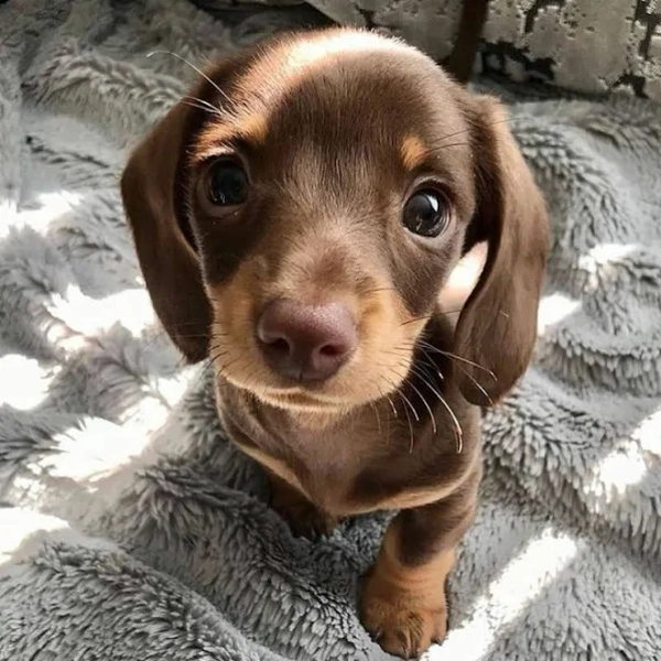 Meet Milo Mini Dachshund