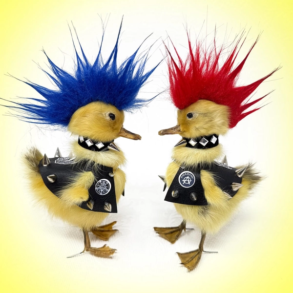 Real Taxidermy PUNK Duckling, oddity, FUNNY gift, Pet, curiosity, Unusual, weird, white elephant, cute, anthropomorphic, animal costume