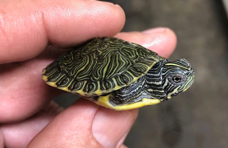 River Cooter Turtle