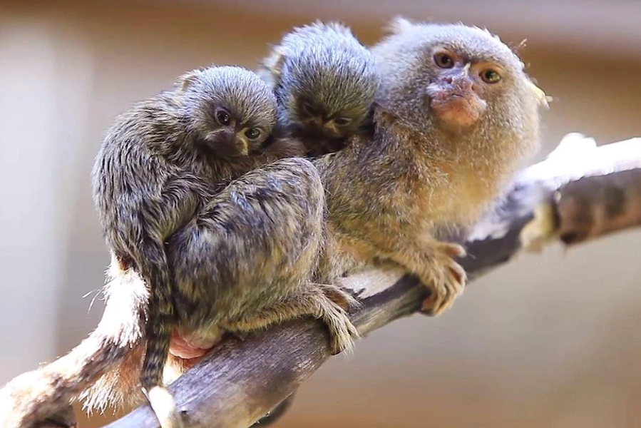 Marmoset Monkey for sale - Luxury Pet Source - Monkey Breeders